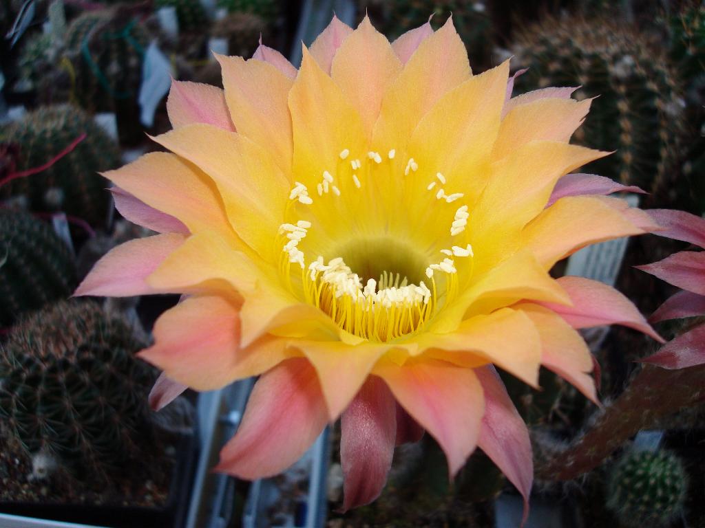 Eigene Echinopsis/Neu 1.jpg